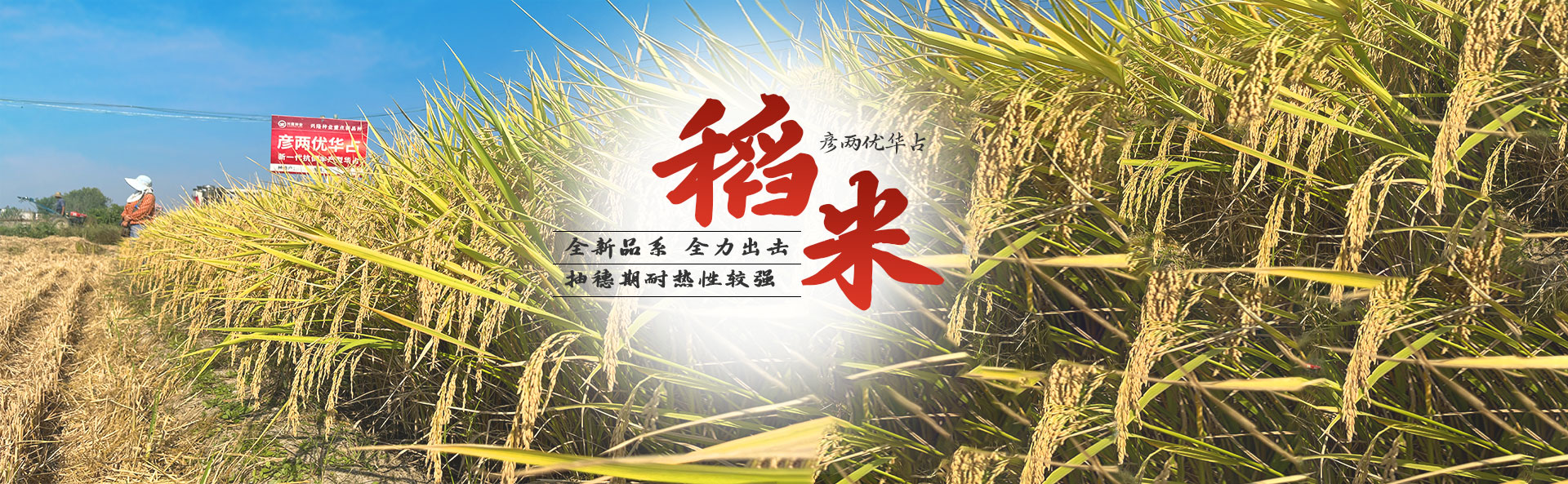 湖南興隆種業(yè)有限公司_長(zhǎng)沙稻谷種植與銷(xiāo)售|長(zhǎng)沙農(nóng)作物品種的選育